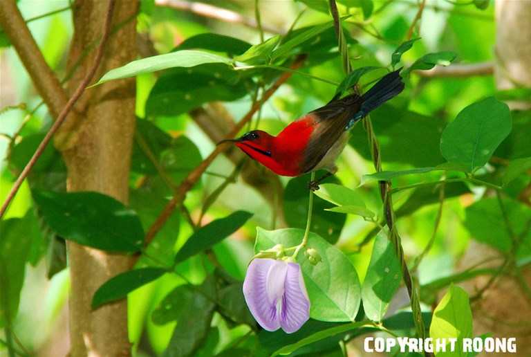 crimson sunbird . aethopyga siparaja
