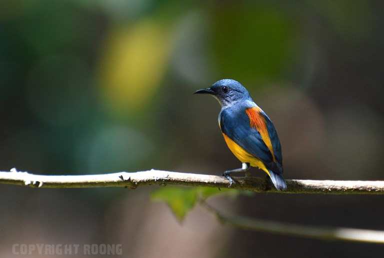 orange-bellied flower-pecker . dicaeum trigonostigma