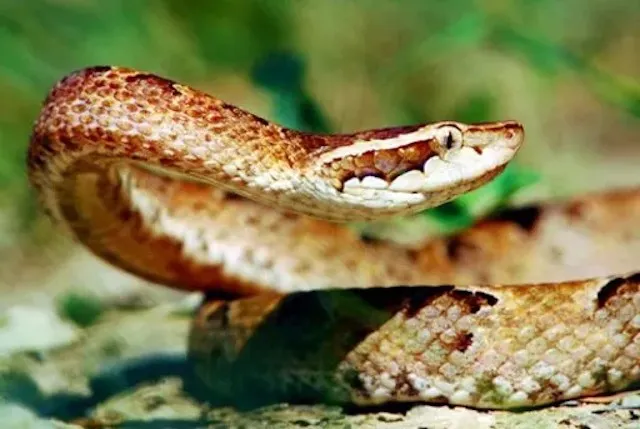 AGKISTRODON RHODOSTAMA