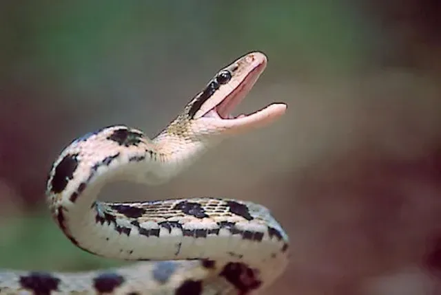 BEAUTY SNAKE