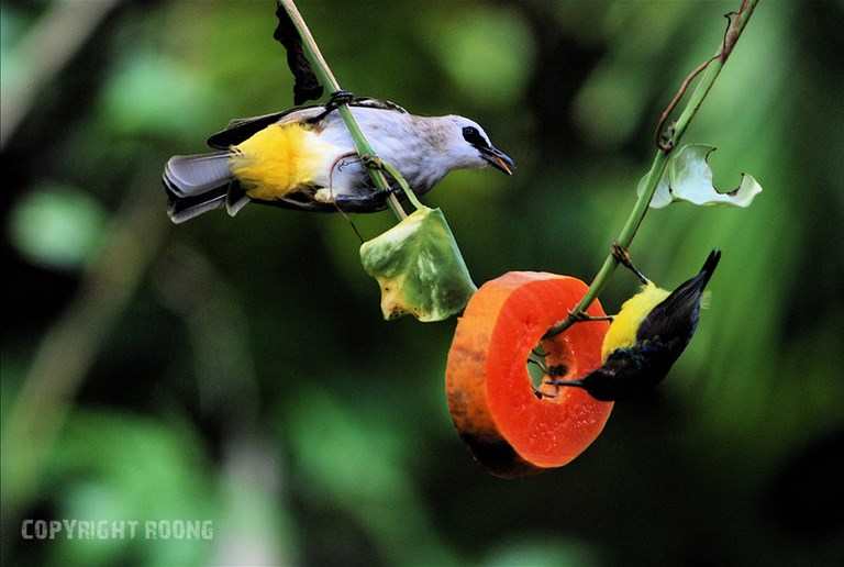 yellow-vented bulbul. pycnonotus goiavier