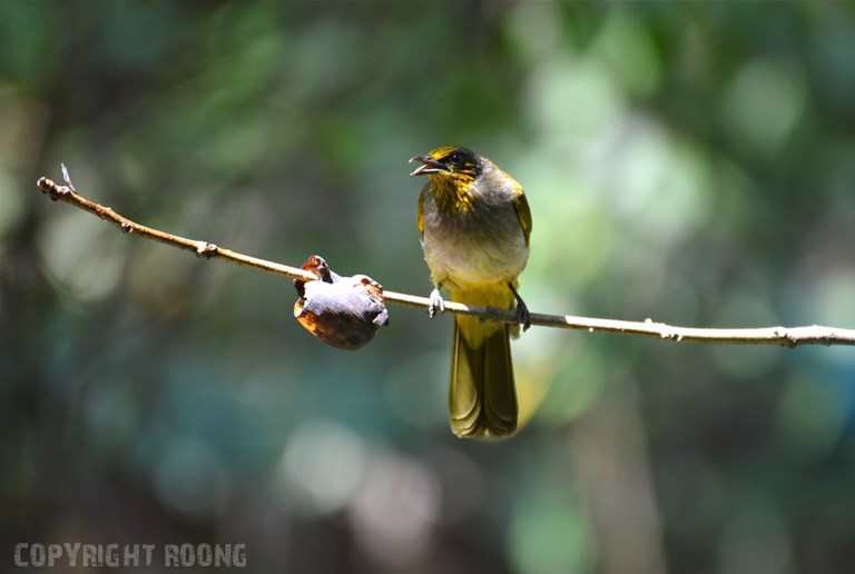 striped-throated bulbul . pycnonotus finlaysoni