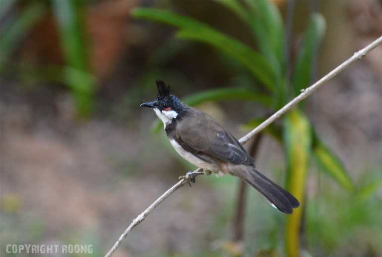 red- whiskered bulbul pycnonotus jacosus