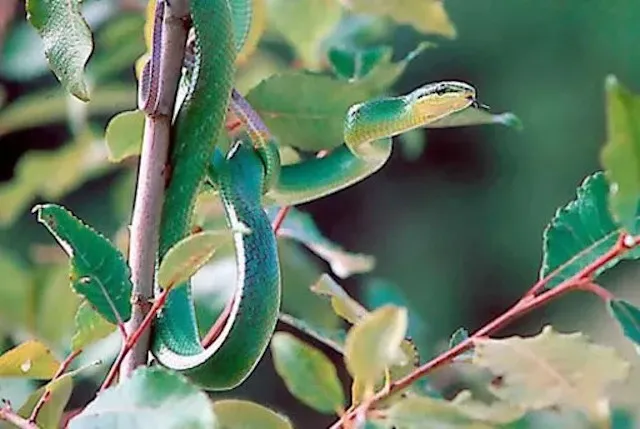 ELAPHE DES MANGROVES