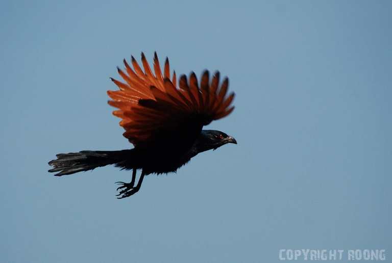 greater coucal . centropus sinensis