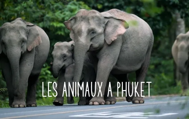 LA FAUNE DE PHUKET