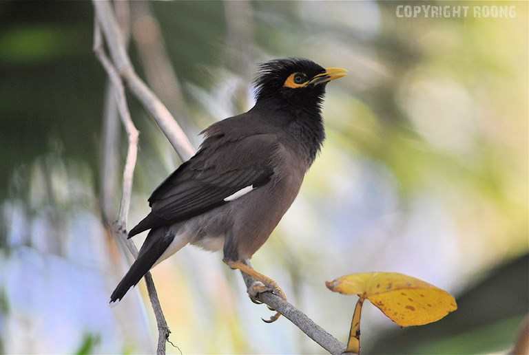 common myna . acridotheres tristis