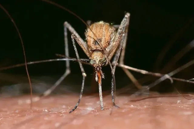les moustiques en thailande