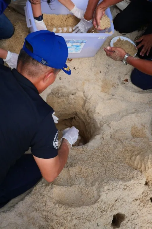 OEUFS DE TORTUES THAI MUEANG