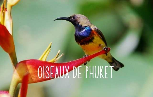 OISEAUX DE PHUKET THAILANDE