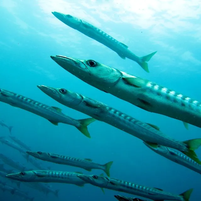 PECHE AU BARRACUDA A PHUKET