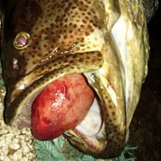 PECHE AU GROS THAILANDE