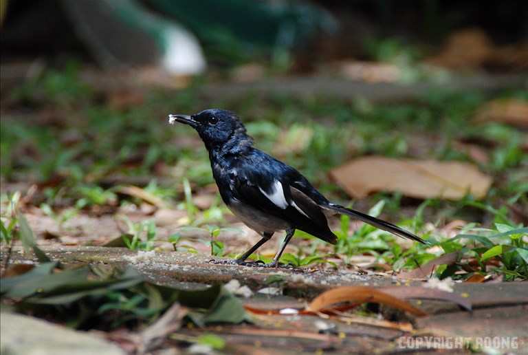 oriental magpie robin . copsychus saularis