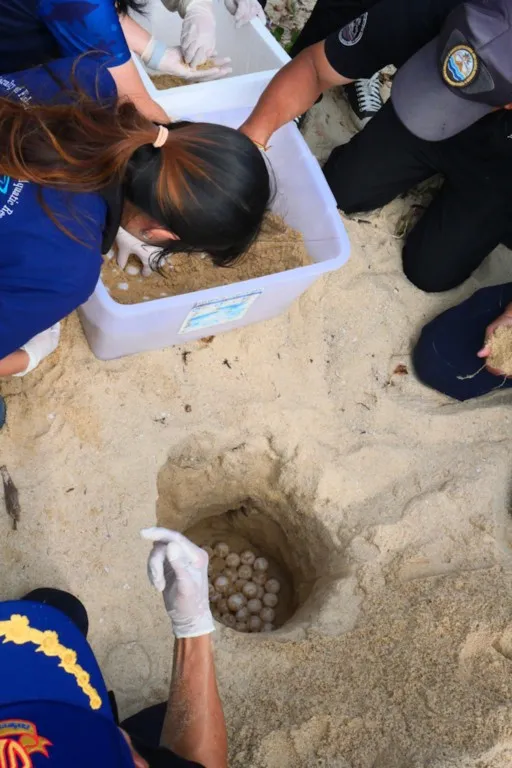 OEUFS DE TORTUES THAI MUEANG