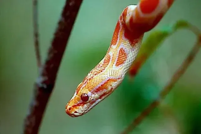 PYTHON MOLURE