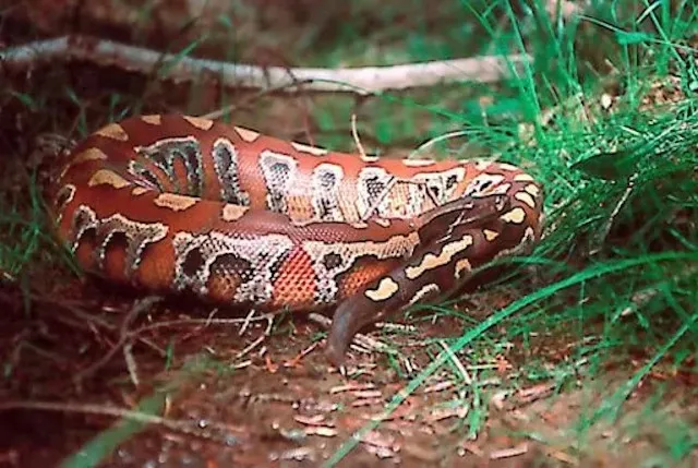 PYTHON À QUEUE COURTE