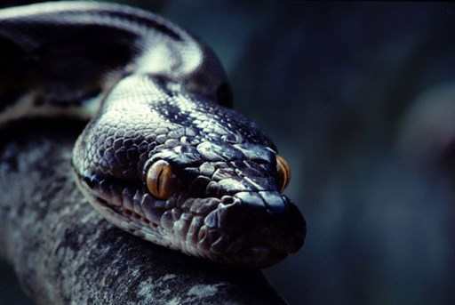 serpents dangereux en Thailande