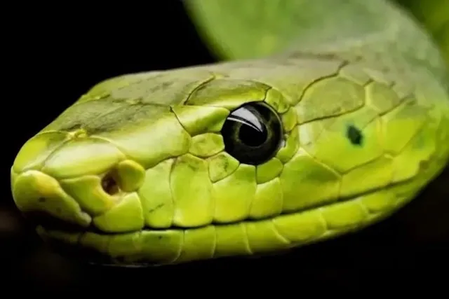 SERPENTS THAILANDE