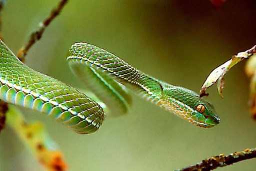 serpents dangereux à Phuket