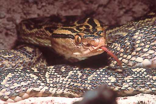 Que faire en cas de morsure de serpent en Thailande