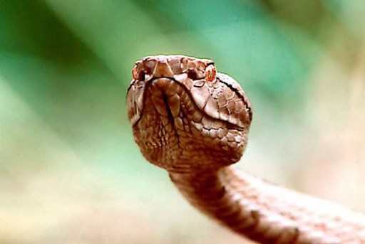 Trimeresurus wiroti