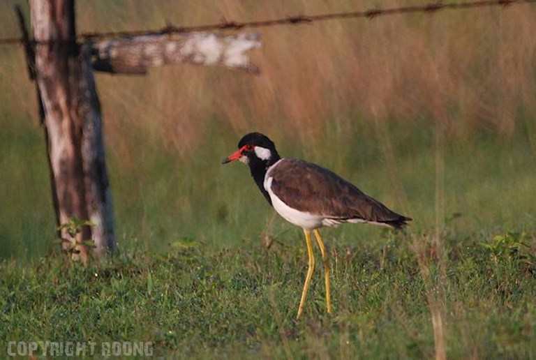 red -wattled lapwing . vanellus indicus