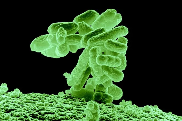 VIRUS VACCINS THAILANDE