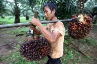déforestation en Thailande