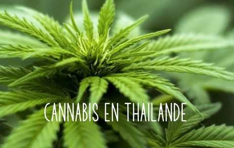 CANNABIS EN THAILANDE