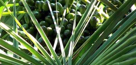 HUILE DE PALME