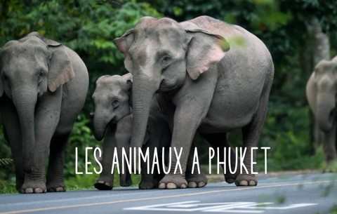 LA FAUNE DE PHUKET