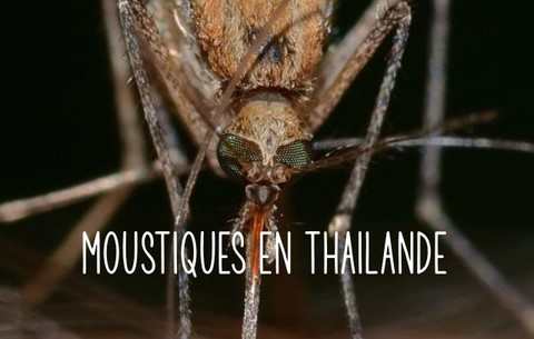 LES MOUSTIQUES A PHUKET ET EN THAILANDE