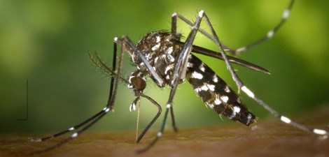 moustique tigre en thaïlande