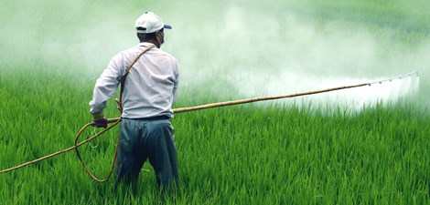 PESTICIDES-THAILANDE