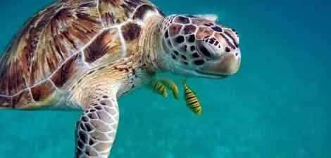 Plongée sous marine à Phuket