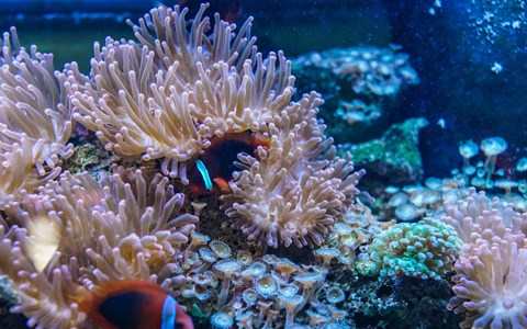 PLONGER A ANEMONE REEF