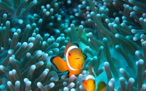 plonger à Koh Phi Phi