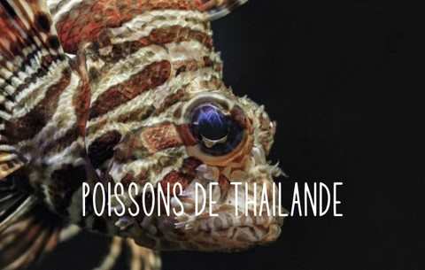 POISSONS EN MER D'ANDAMAN