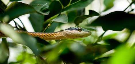 serpents en Thaïlande
