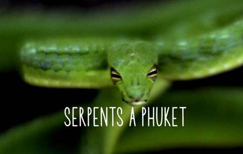 SERPENTS EN THAILANDE ET EN ASIE