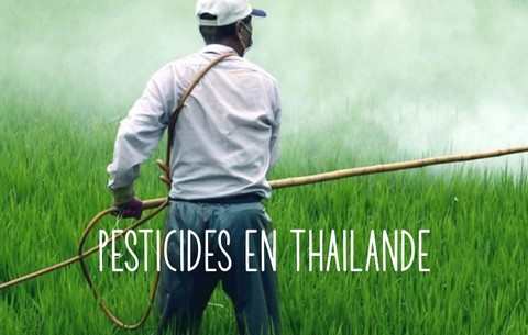 UTILISATION MASSIVE DES PESTICIDES EN THAILANDE